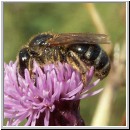 Lasioglossum leucozonium - Furchenbiene 04.jpg